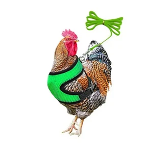 Adjustable Chicken Harness Hen Matching Leash Resilient and Comfortable Chest St - Picture 1 of 15