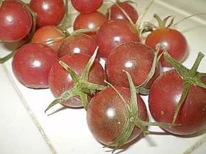 Light Blue Cherry heirloom tomato seeds non-gmo DIFFERENT UNIQUE STRAIN  - Picture 1 of 12