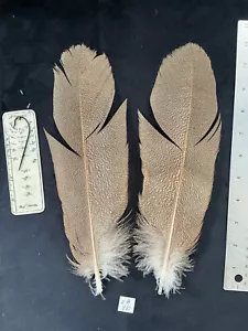Kori Bustard feather pairs as shown in photos - Picture 1 of 14