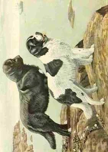 A4 Photo Fuertes Louis Agassiz 1874 1927 Book of Dogs 1919 Newfoundlands Print P - Picture 1 of 1