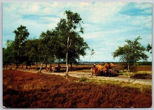 Postcard Germany Lower Saxony Luneburg Heath Kaltblut Horses Pulling Family - Picture 1 of 2