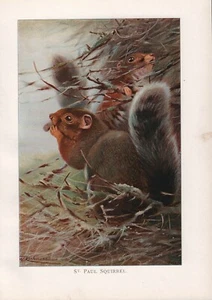 OLD ORIGINAL ANTIQUE 1916 COLOUR ART PRINT THE ST. PAULS SQUIRREL - Bild 1 von 1