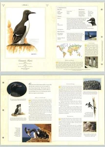 Common Murre #7 Birds - The Illustrated Animal Library Fold-out Page & Print - Picture 1 of 2