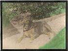 Coloriertes großes CAB photo Schönes Hundebild / Hund - 1900er