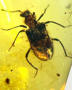 Burmite Fossil Cretaceous amber beetle insect Burmese amber Fossil Myanmar - Picture 1 of 7
