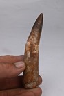Dent de Spinosaure 104mm  dinosaure du Maroc Fossile Spinosaurus