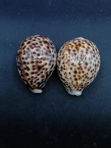 2 x cypraea Tigris tiger cowrie Sea shell. Beach home coastal decor. #13182 - Picture 1 of 5