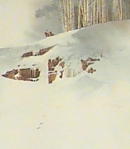 Aspen Grove - MICHAEL ATKINSON - Signed & Numbered LImited EDition Print - Picture 1 of 1