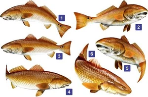 Red Drum Beautiful Vinyl Sticker Fish Decals for Boat Car Vehicle Truck Fishing - Picture 1 of 19