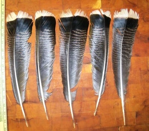 WILD TURKEY 5 MERRIAM PRIMARY TAIL FEATHERS Arts Craft Arrow Prayer Fan WTT3 - Picture 1 of 2