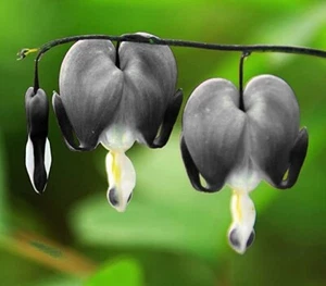 25 Light Gray Bleeding Heart Seeds Dicentra Spectabilis Shade Flower Garden 679 - Picture 1 of 24