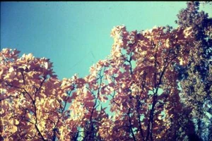 35mm Colour Slide- Trees - Picture 1 of 1