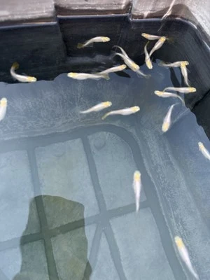 6+1 Medaka Japanese Rice Fish ｜Purebred｜ - Image 1 of 4