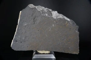 RARO Cesto Spugna Esactinellide Fossile / Lancaster Co., Pennsylvania / 10,7 cm F - Foto 1 di 2