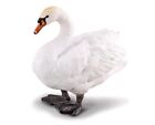 CollectA NIP * Mute Swan * 88211 Water Bird Breyer Model Toy Figurine