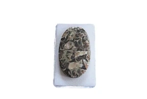 Turitella Achat - Versteinerung Cabochon 43,6x26,5 mm 43 ct. Nr. U30527 - Bild 1 von 1