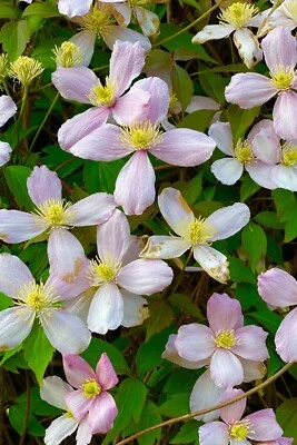 Rue Anemone - Thalictrum Thalictroides Perennial Bare Root Live Garden Plant - Image 1 of 4