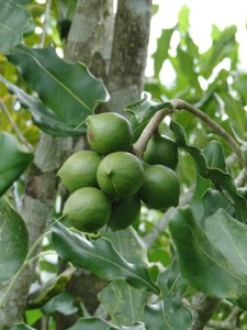 Macadamia Macadamianuss Macadamianussbaum 3 Samen Nussbaum leckere Nüsse - Bild 1 von 2