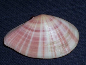 TELLINA VIRGATA AMAZING PATTERN - Bild 1 von 2