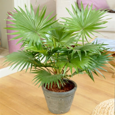 Decorative Indoor Plant 'Livistona Tropical Palm' Ideal Giftplant in 12cm Pot - Image 1 of 4