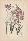 Weidenröschen (Epilobium angustifolium) Chromo-Lithographie von 1891 fireweed
