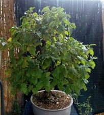 Bonsai di Corniolo (Cornus mas) H. 73