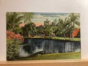 Peacock in the Tropics: Sarasota Jungle Gardens, FL - Vintage Postcard - Picture 1 of 3