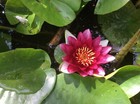 Red Live Deep Water Lily Pond Lake Plant Aquatic Bare Rooted