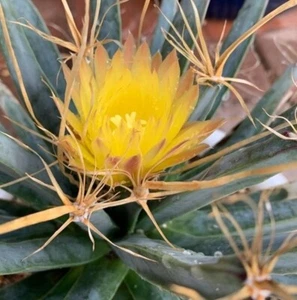 Agave - Leuchtenbergia principipis- Rare “Prince of Wales Agave” Cactus - Picture 1 of 4