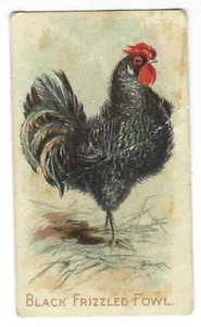 E31 Zoo Karamell Karte Black Frizzled Fowl Philadelphia Confections 1910 - Bild 1 von 2