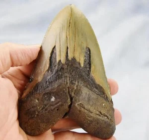 Megalodon Shark Teeth XLG Real FOSSIL 5 - 24 million year old 130mm 5.1" 598dd - Picture 1 of 12