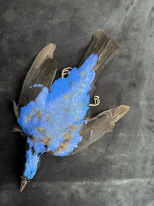 STUNNING Fairy Bluebird Perfect…. - Picture 1 of 6