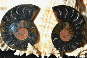 9131 Black Ammonite PAIR Deep Crystals MEDIUM Dinosaur age FOSSIL 20grams 47mm - Picture 1 of 2
