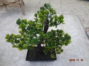 Dieser attraktive Bonsai cm.hoch und 28cm.hoch - Bild 1 von 1