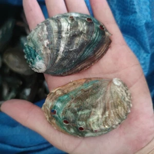 5 Stück 6-7cm Abalone Natur Muschel Muschel Strand Hochzeit Muscheln Ozean DIY Muscheln  - Bild 1 von 9
