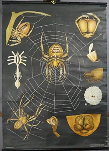 Gemeinsames Kreuz Spinne Araneus Diadematus Jung Koch Quentell Wandbild Wandbild - Bild 1 von 1
