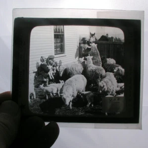 Keystone View Co (Lambs & Shhep in New England Farm) MAGIC LANTERN SLIDE #P115 - Picture 1 of 2