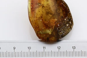 Huge Adult COCKROACH Blattodea body 11mm Genuine BALTIC AMBER 150721 - Picture 1 of 3