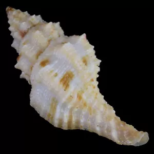 LATIRUS DEYNZERORUM f. B (Balut Isl., Philippinen) 42,5mm #47313 - Bild 1 von 4