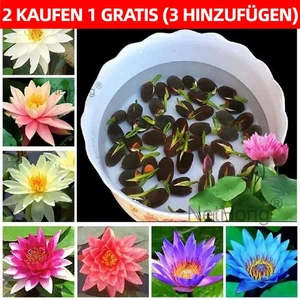 30 semillas mezcla de loto flores semillas seleccionadas a mano agua plantas agua jardín semillas - Imagen 1 de 9