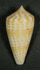 CONUS MACULOSPIRA 45.29mm SUPER CHOICE SPECIMEN Andaman Sea - Picture 1 of 2