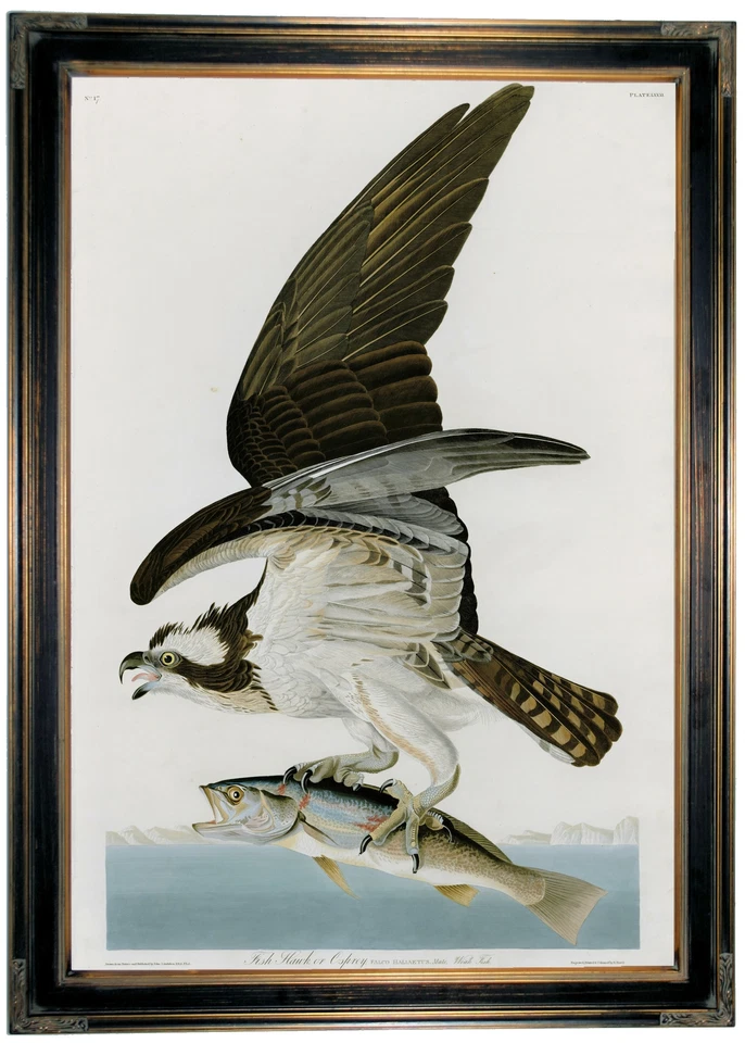 Impresión en lienzo con marco de madera de águila pescadora Audubon 19x28 Foto 1 de 1