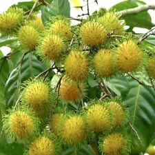 Yellow Rambutan live fruit tree 10”-20”