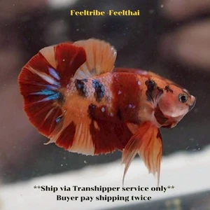 Live Betta Fish Koi Nemo HMPK Male Cute Fish from TH 19A1 - Picture 1 of 4