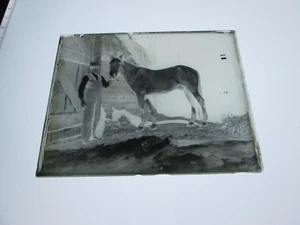 ONE (1) EARLY 1900s GLASS NEGATIVE: MAINE,  "MAN WITH HORSE"  #1 - Picture 1 of 1
