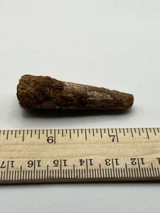 Spinosaurus 2” TOOTH Teeth Dinosaur Fossil before T Rex Cretaceous SC 74 - Picture 1 of 5