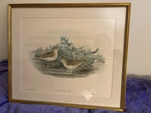 J Gould & Richter ORIGINAL HANDKOLORIERTE ACTODROMAS MINUTA KLEINER STINT 1862-73 - Bild 1 von 13