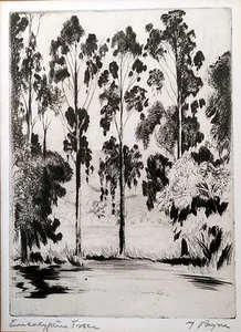 "Eucalyptus Trees" Etching by Artist Payne - Picture 1 of 4