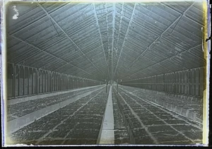 ANTICO PIATTO VETRO FOTO NEGATIVO Cool Immagine Di Una Grande Serra Dimensioni 5X7 -12 - Foto 1 di 3