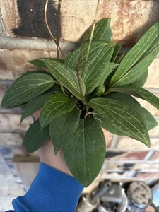 Hoya Pottsii - Uncommon - Exact Plant - Shipping Guarantee 4” Pot -B - Picture 1 of 5